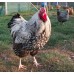 SILVER LACED WYANDOTTE LARGE FOWL 